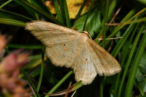Idaea rufaria